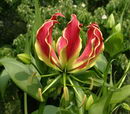 Gloriosa Superba